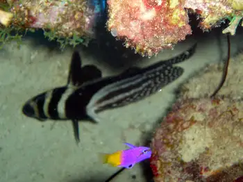 Spotted Drum