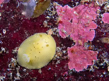 nudibranch
