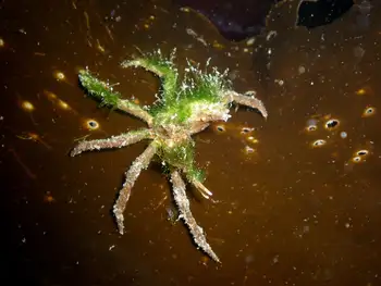 Northern Kelp Crab