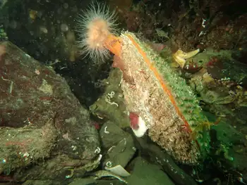 Rock Scallop