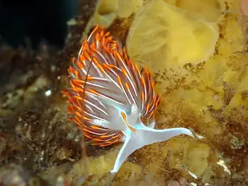 Horned Nudibranch