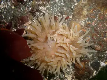 Swimming Anemone