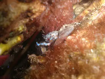 Porcelain Crab