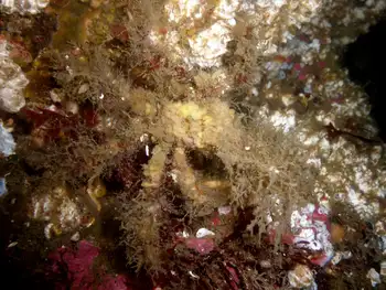 Graceful Decorator Crab