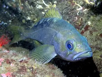 Black Rockfish