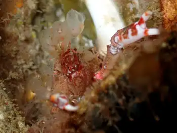 Graceful Decorator Crab