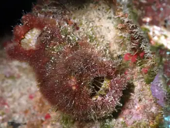 sea cucumber