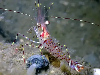 Coonstripe Shrimp
