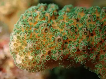 Pocillopora Coral