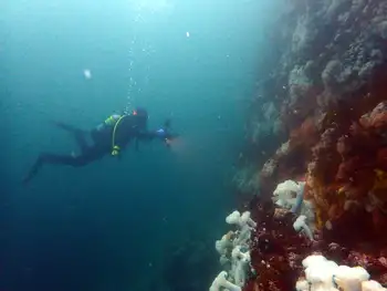 Diver
