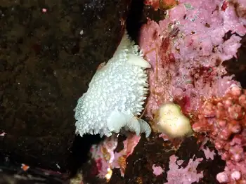 Pilose Dorid