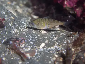 shiner perch