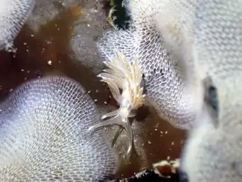 Opalescent Nudibranch