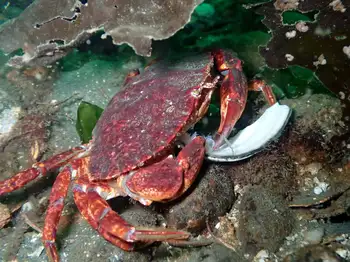 Red Rock Crab