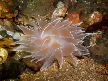 Alabaster Nudibranch
