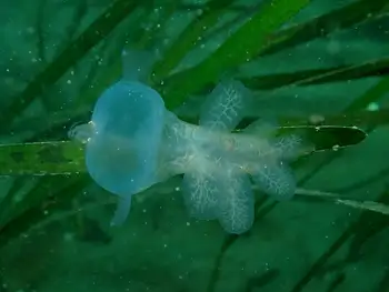 Hooded Nudibranch