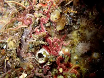 Daisy Brittle Stars