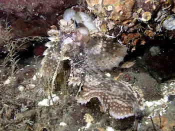 Sailfin Sculpin