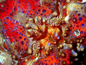 Puget Sound King Crab