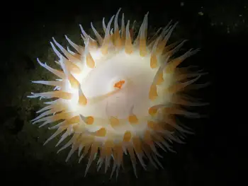 Anemone
