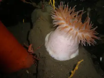 Swimming Anemone