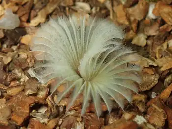Feather Duster Worm