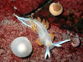Horned Nudibranch