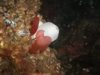 Metridium Anemone