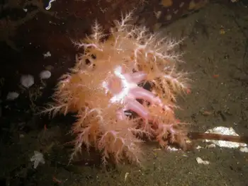 Red Sea Cucumber