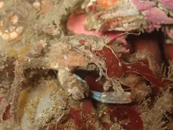 Northern Kelp Crab