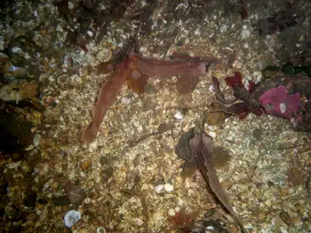 Sailfin Sculpins