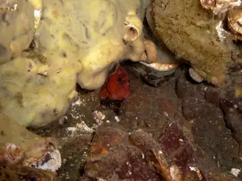 Hard Gnarled Clump Sponge