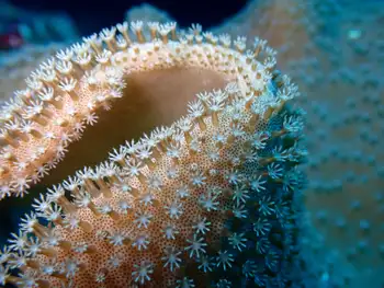 Mushroom Leather Coral