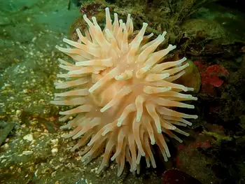 swimming anemone