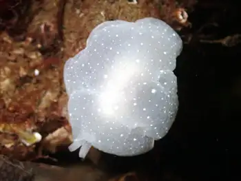 California Berthella