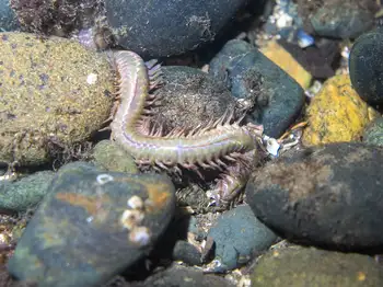 sea nymph