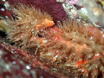 hairy crab
