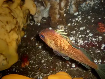 Quillback Rockfish