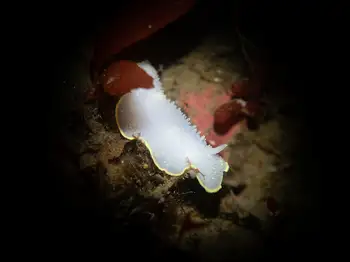 yellow margin dorid