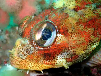 Red Irish Lord Sculpin