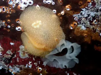 eggs sandalwood nudibranch