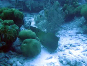 Green Moray Eel