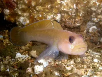 Blackeye Goby
