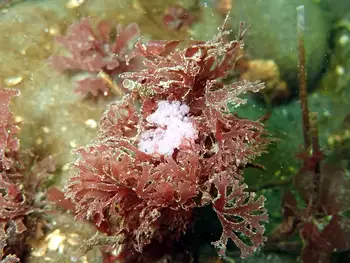 egg
