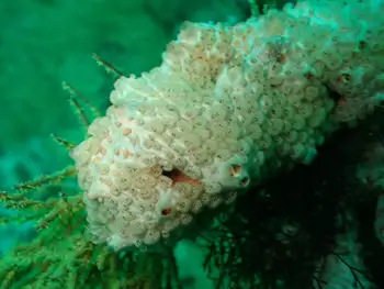 Sponge