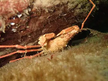 Longhorn Decorator Crab