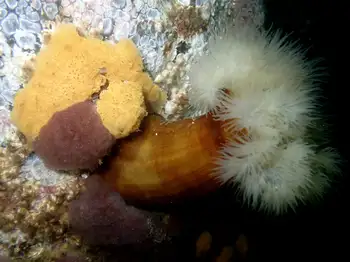 Sponge
