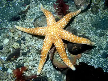 Mottled Star