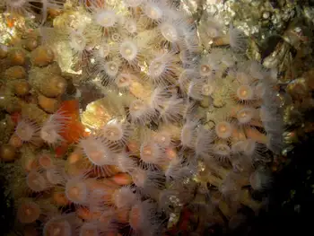 Orange Zoanthids