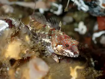 Scalyhead Sculpin
